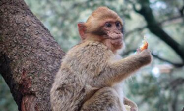 Barbary monkeys in the cedar forest during 3-day Tour From Sahara To Fes