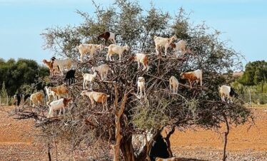 Camels walking on a beach.
