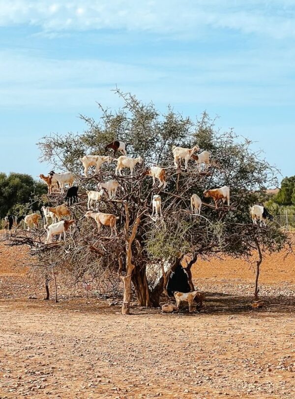 Camels walking on a beach.