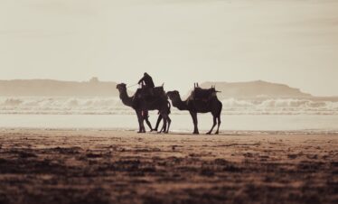 camels in essaouira from marrakech