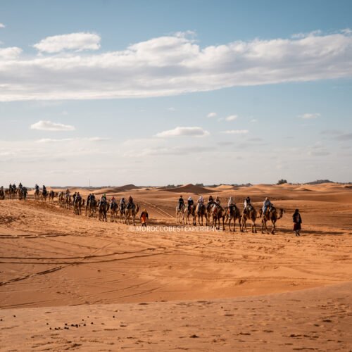 sas studying riding camels